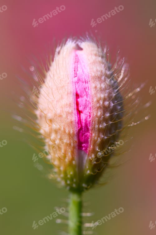 Preview: Close up of unopened poppy bud covered with tiny hairs