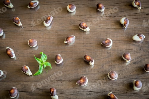 Preview: Seashells chocolates