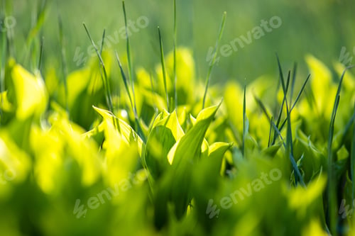 Preview: Closeup of green grass stems on summer lawn
