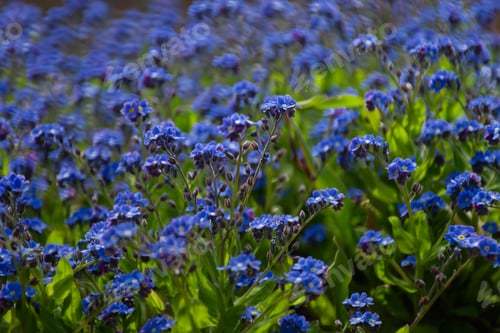 Preview: Myosotis flowers background.