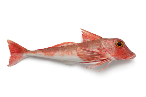 Preview: Red tub gurnard