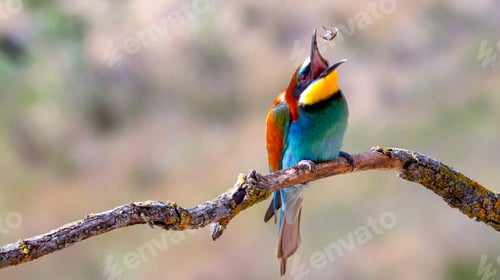 Preview: Bee-eater