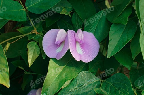 Preview: Spurred Butterfly Pea (Centrosema Virginianum). Called Wild Blue Vine, Blue Bell And Wild Pea Also