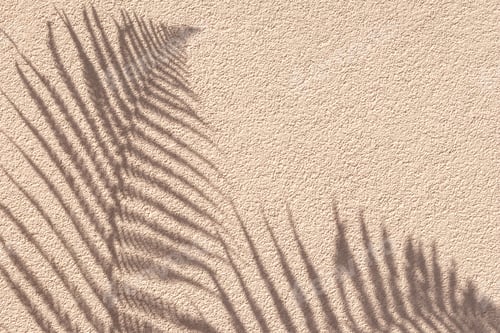 Preview: Tropical palm branch with shadow on a beige concrete wall, natural texture. Abstract