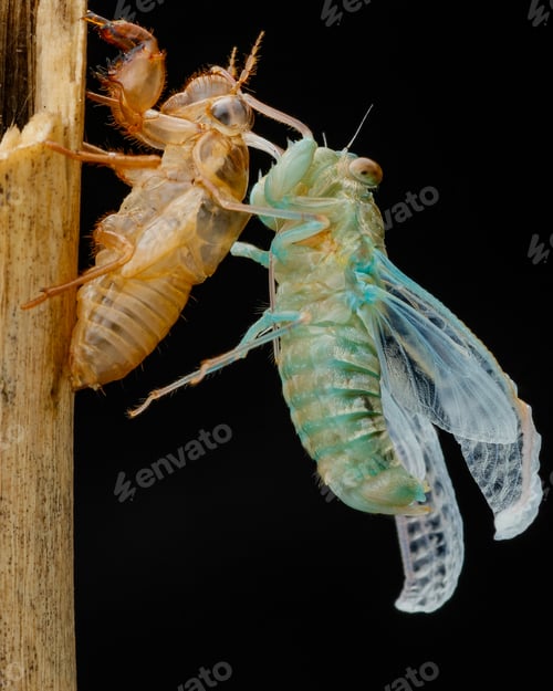 Preview: cicadas