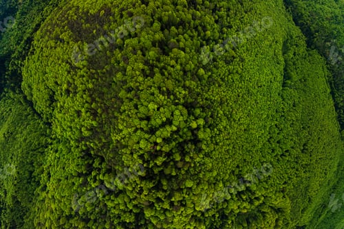 Preview: Aerial view of dark mixed pine and lush forest with green trees canopies.