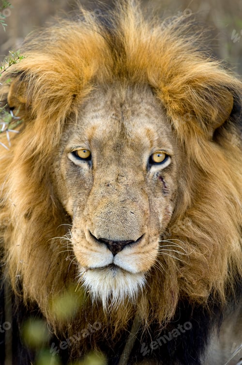 Preview: Lion's head