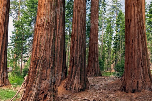 Preview: Giant sequoias