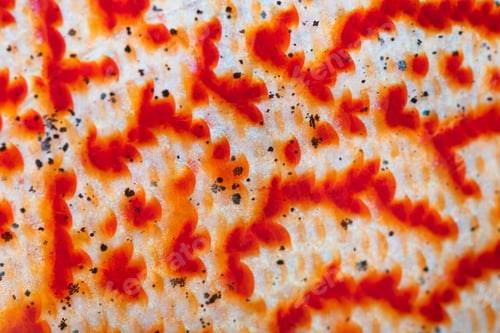 Preview: Macro details of Colorful fish from the spieces Symphysodon discus skin pattern