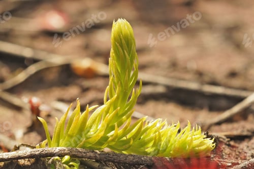 Preview: Closeup on the small and rare inundated, northern bog or marsh clubmoss, Lycopodiella inundata