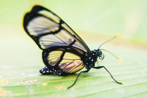 Preview: Butterfly, Mashpi Cloud Forest, Choco Rainforest, Ecuador, South America