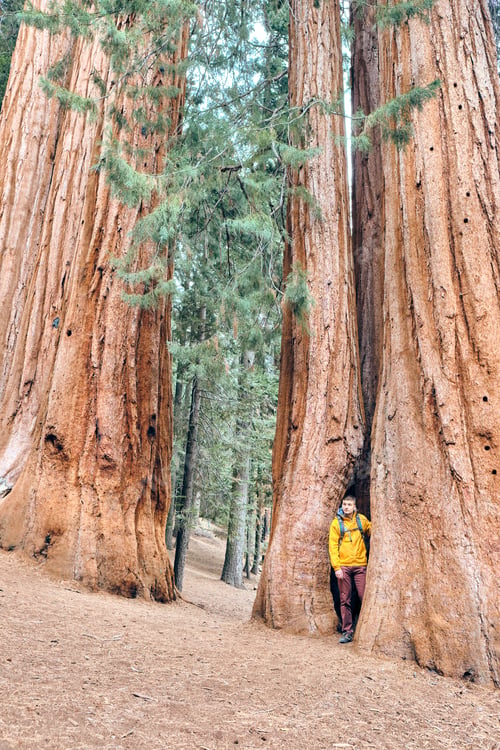 Preview: Tourist with backpack hiking in Sequoia National Park