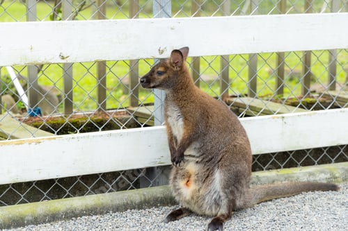 Preview: Mother kangaroo with baby in pouch