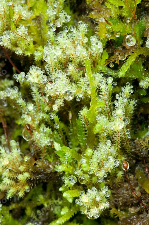Preview: Dew Drops on Moss