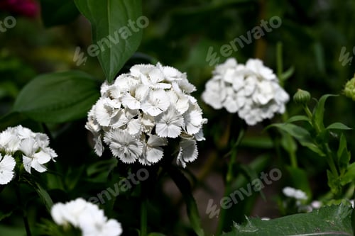 Preview: Beautiful white with white edges Carnation Flower closeup macro photography and green background.