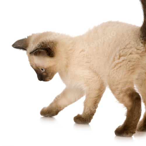 Preview: Siamese kitten
