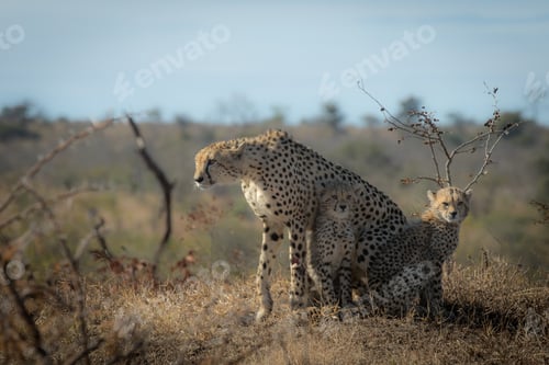 Preview: A cheetah, Acinonyx jubatus, with two young cubs.