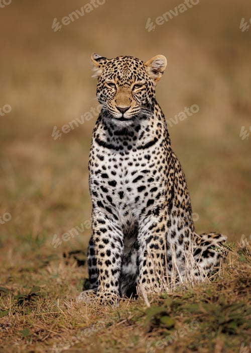 Vista previa: A Leopard in the Maasai Mara, Africa