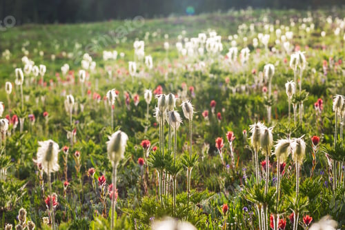 Preview: Mountains meadow