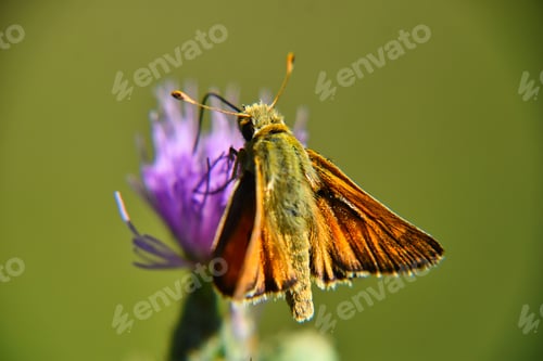 Preview: Closeup of a Small skipper (Thymelicus sylvestris) perched on a purple thistle flower