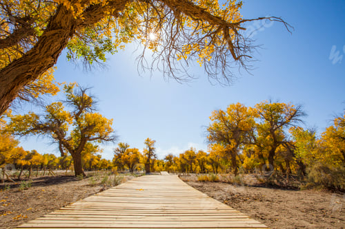 Preview: Road going through woods in Inner Mongolia, China