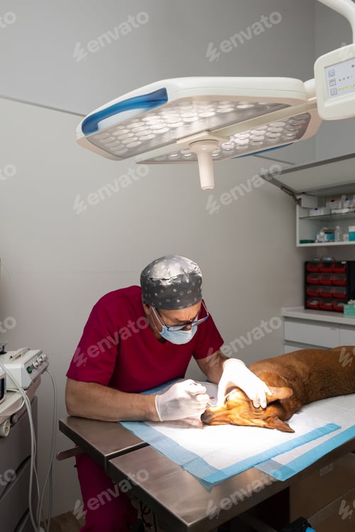 Preview: Veterinarian removing tartar from a dog's teeth in the operating room. Canine dental cleaning.