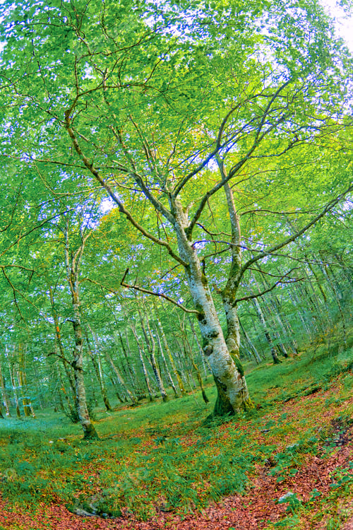 Preview: Forest Landscape, Valderejo Natural Park, Spain