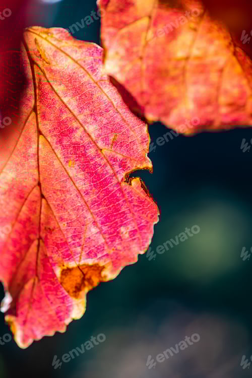 Preview: Autumnal red and yellow leaves