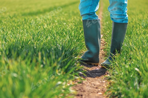Preview: Farmer in rubber boots standing in green wheat seedling field and examining crops