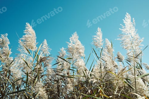 Preview: Pampas grass against blue sky