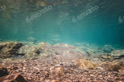 Preview: Two Big Salmons in Summer at Bonaventure River