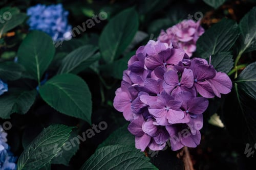 Preview: Purple hydrangea in bloom.