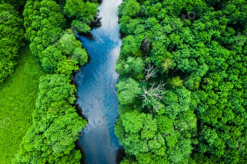 Preview: Aerial view of forest and river in Tuchola national park