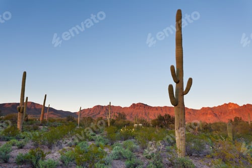 Preview: Saguaro NP desert sunset landscape Arizona USA