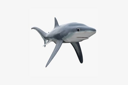 Visualização: Tubarão em perfil lateral
