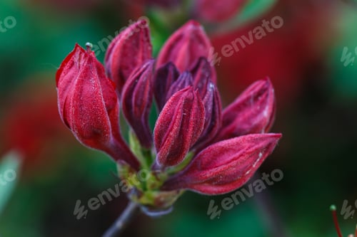 Preview: Rhododendron (azalea ) buds of purple color in the spring garden