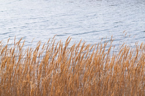 Preview: Dry reeds near the river, selective focus