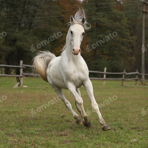 Preview: arabian, horse, mare, stallion, riding