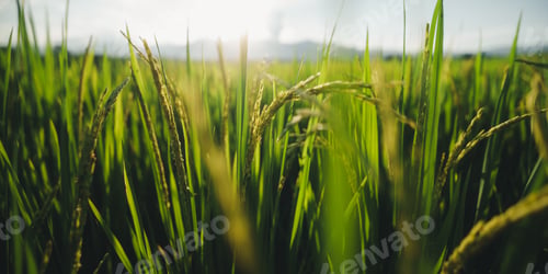 Preview: Rice fields and rice plants with evening light