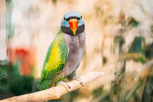Preview: Lord Derby's Parakeet Or Psittacula Derbiana, Also Known As Derbyan Parakeet. Wild Bird