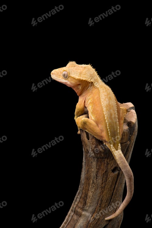 Preview: The crested gecko сute isolated on black background