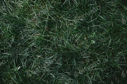 Preview: top view of green grass in garden