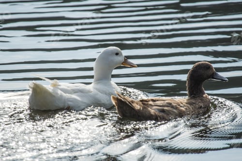 Preview: Closeup shot of white and brown couple of ducks swimming in the lake