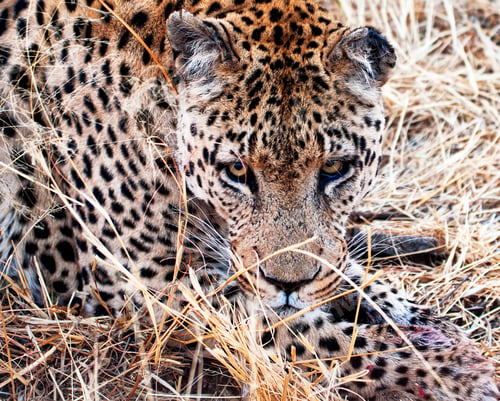 Preview: A Best wildlife vacations in Pictures