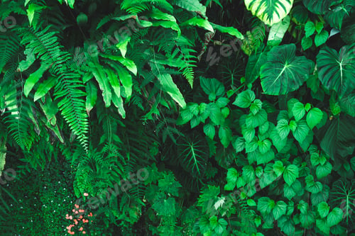 Preview: tropical forest ecology and natural greenery background, nature scene with plant leaf