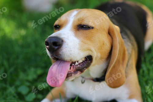 Preview: a small dog of the Beagle hunting breed. cute pet dog