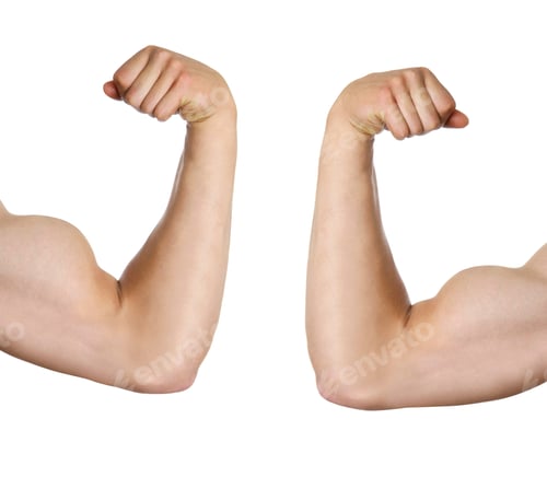Preview: biceps isolated on white background