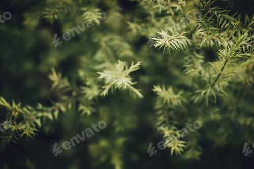 Preview: Leaves of Revolution Gold or Black Tea Tree (Melaleuca bracteata F.Muell)