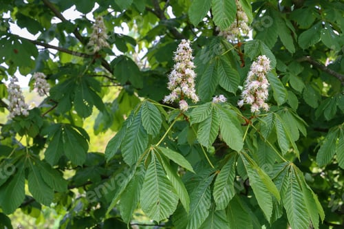Preview: Closeup of a blossoming chestnut tree