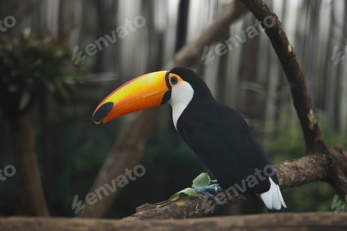 Preview: Toco toucan (Ramphastos toco)